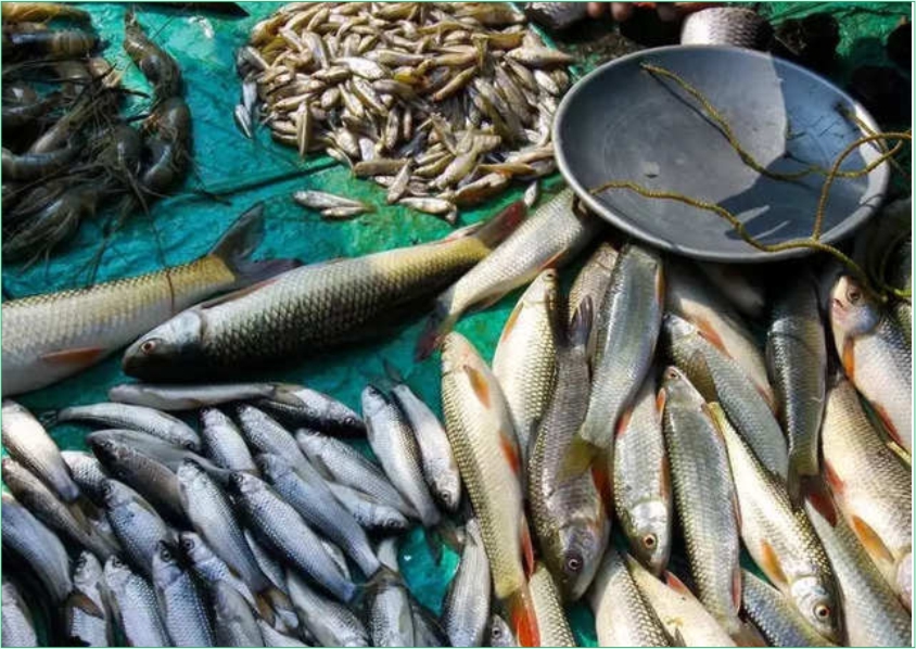मछलियों की मार्केटिंग,पैकेजिंग,और प्रॉफिट