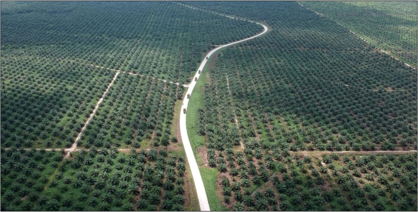 malaysia palm oil