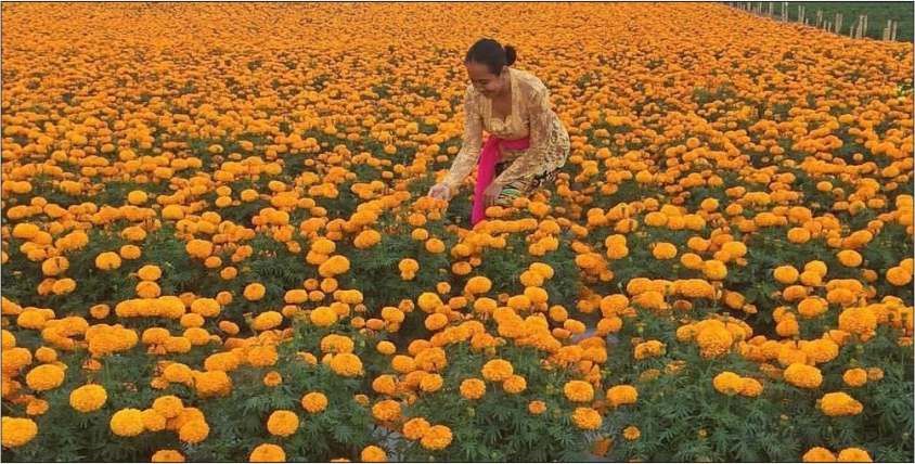 marigold flower farming