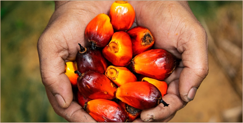 palm oil indonesia