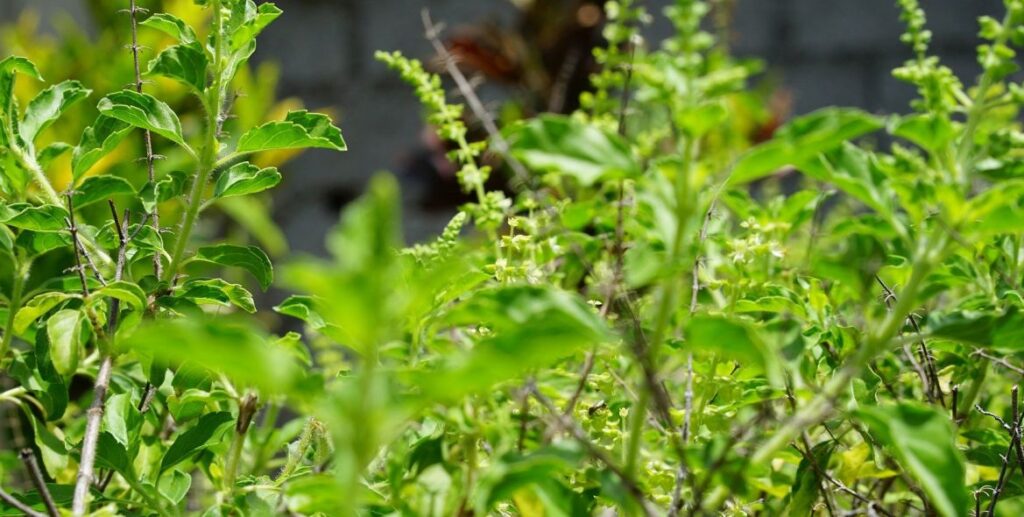 Indor Plant Benefits : holi basil