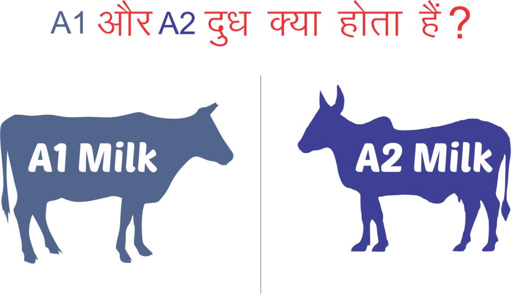Difference Between A1 and A2 Milk