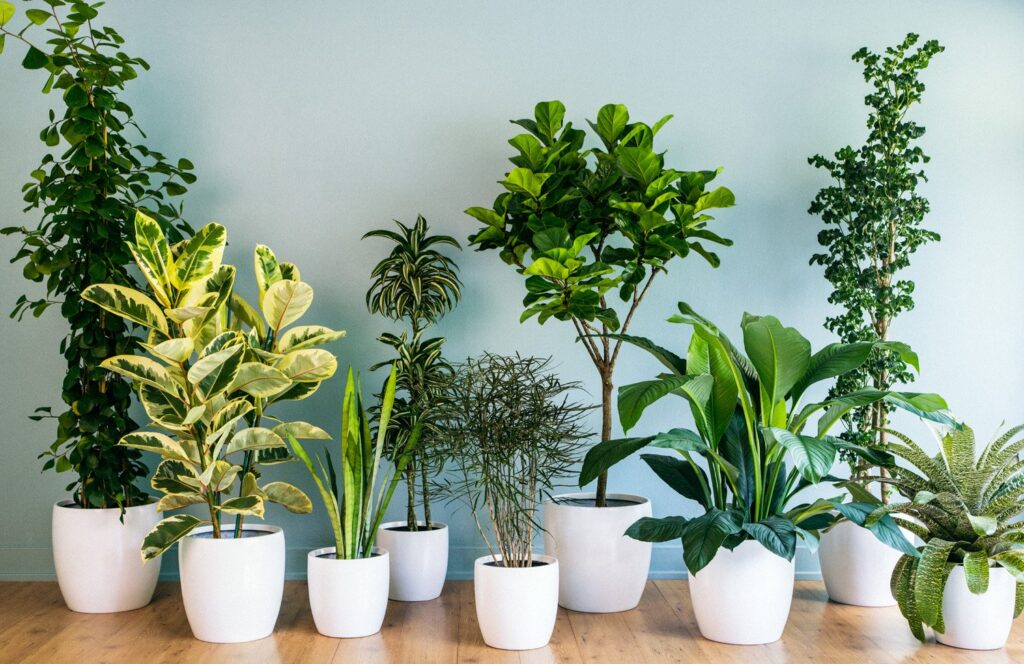 Indor Plant Benefits