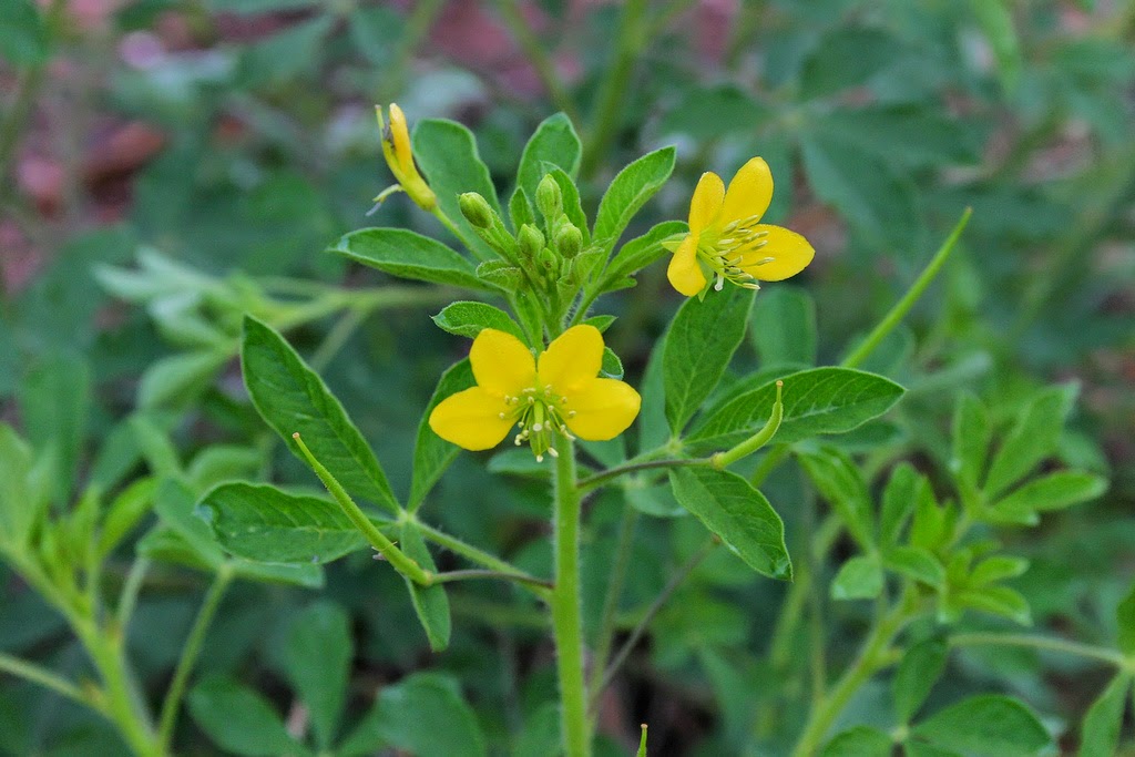 Wild mustard : स्वाद और खुशबू का खजाना एक चुटकी जखिया