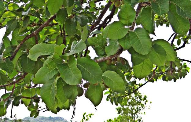 benefits of mahua