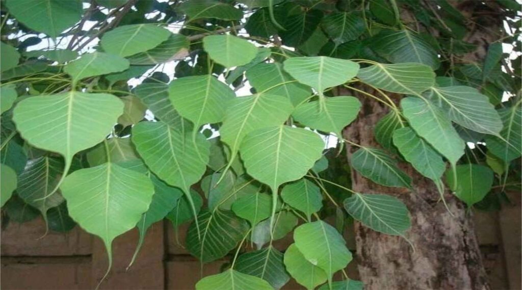 Ficus religiosa :ऑक्सीजन का natural plant पीपल
