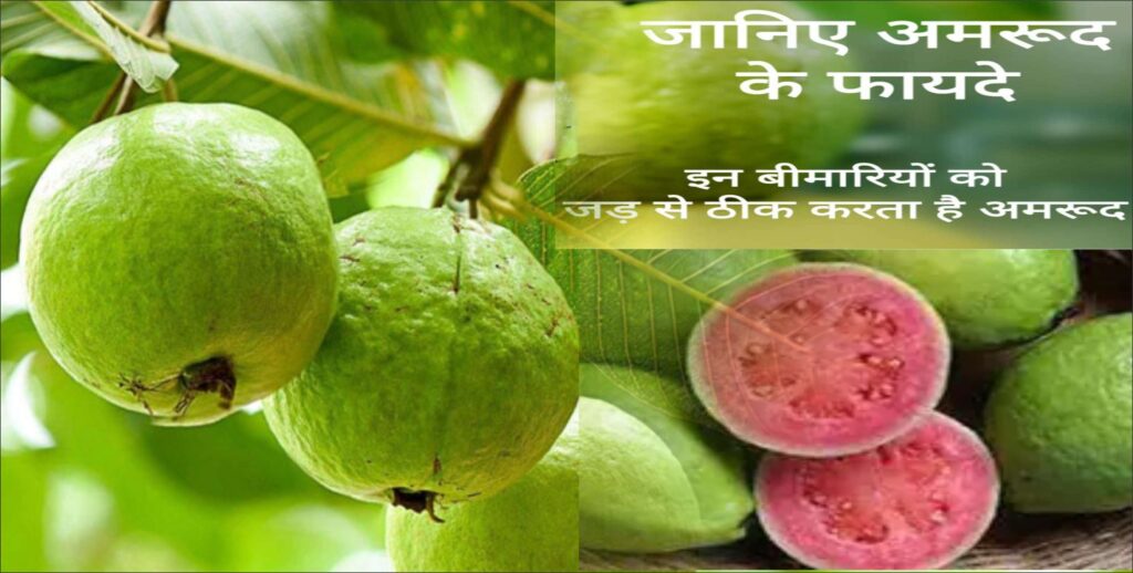 benefits of guava: इन बीमारियों में बेहद लाभकारी है.अमरूद