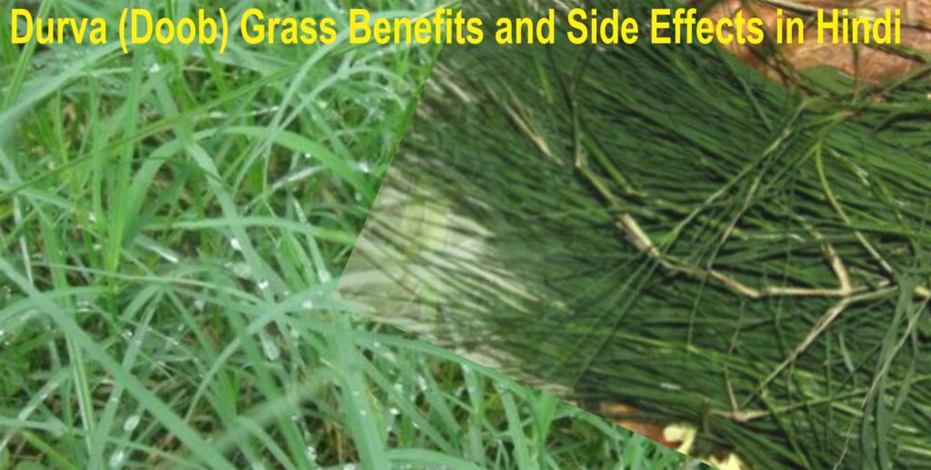 Durva (Doob) Grass Benefits and Side Effects in Hindi