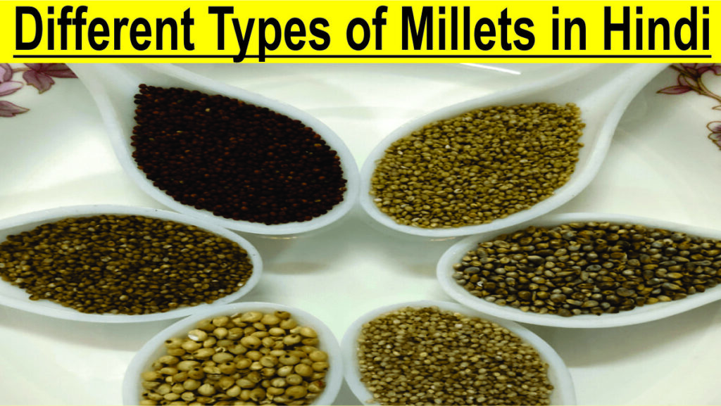 Different Types of Millets in Hindi