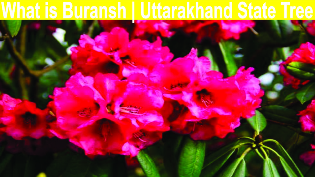 What is Buransh | Uttarakhand State Tree 