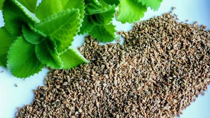 Carom seeds benefits In Hindi | Ajwain Benefits, Side Effects And Uses In Hindi
