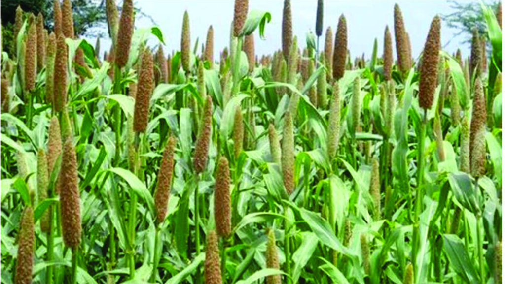 benefits of eating millet Bajra