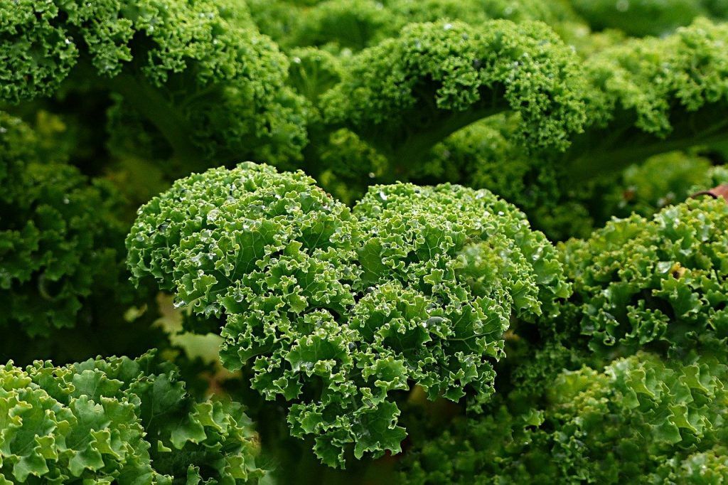 Kale benefits uses side effects