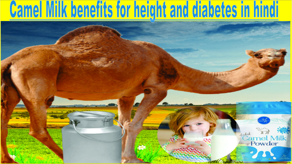 camel milk powder benefits | Camel Milk powder benefits for height and diabetes in hindi | benefits of camel milk powder | लम्बाई बढ़ाने और मधुमेह के लिए ऊंटनी के दूध के फायदे हिंदी में