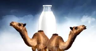 Camel Milk powder benefits for height and diabetes in hindi