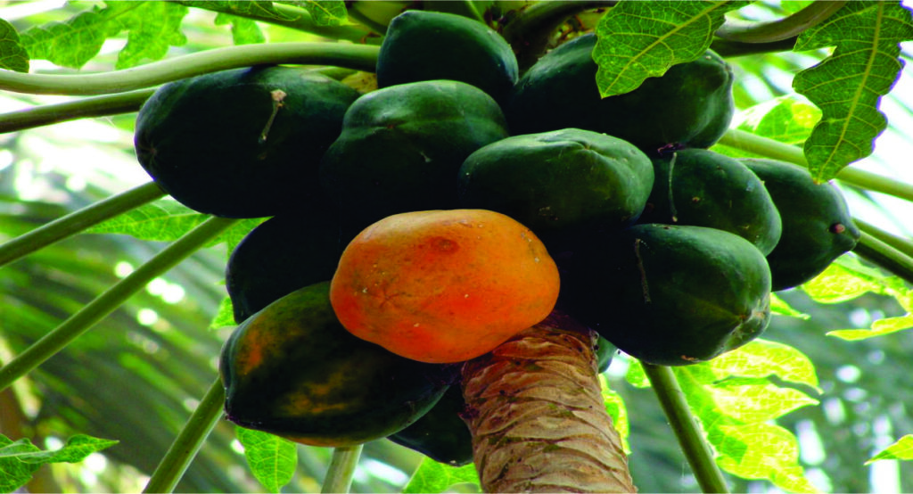 know the right time and quantity to eat papaya