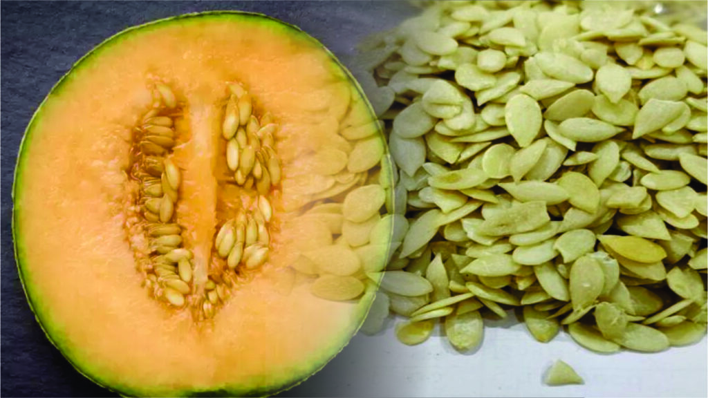 kharbuje ke beej ke fayde in hindi benefits of muskmelon seeds