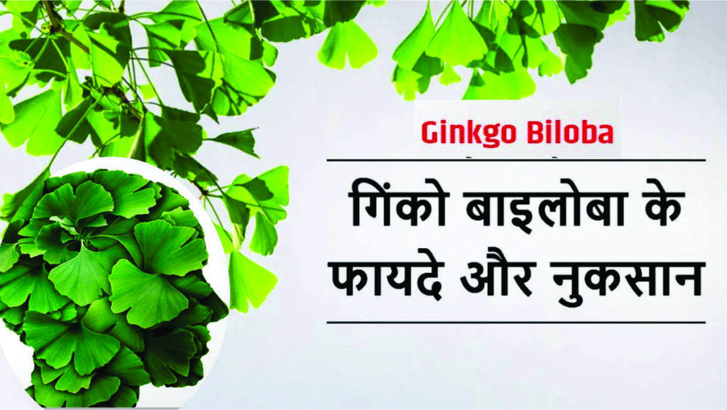 What is Ginkgo Biloba in Hindi