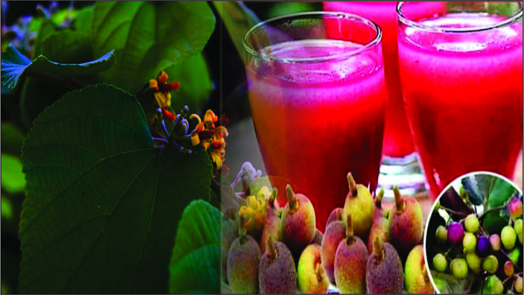 Phalsa benefits and side effect in hindi | Falsa ke fayde or nukshaan | falsa or phalsa amazing summer fruit