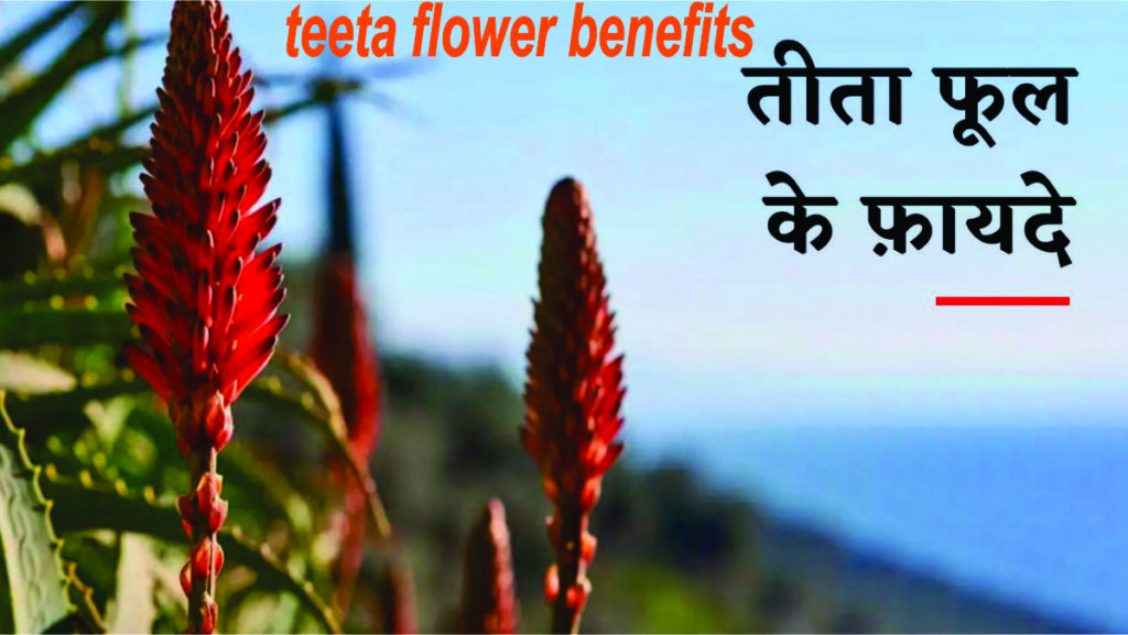 teeta flower benefits in hindi
