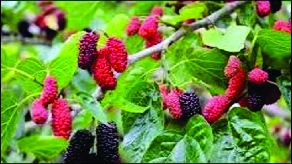 Mulberry fruit benefits