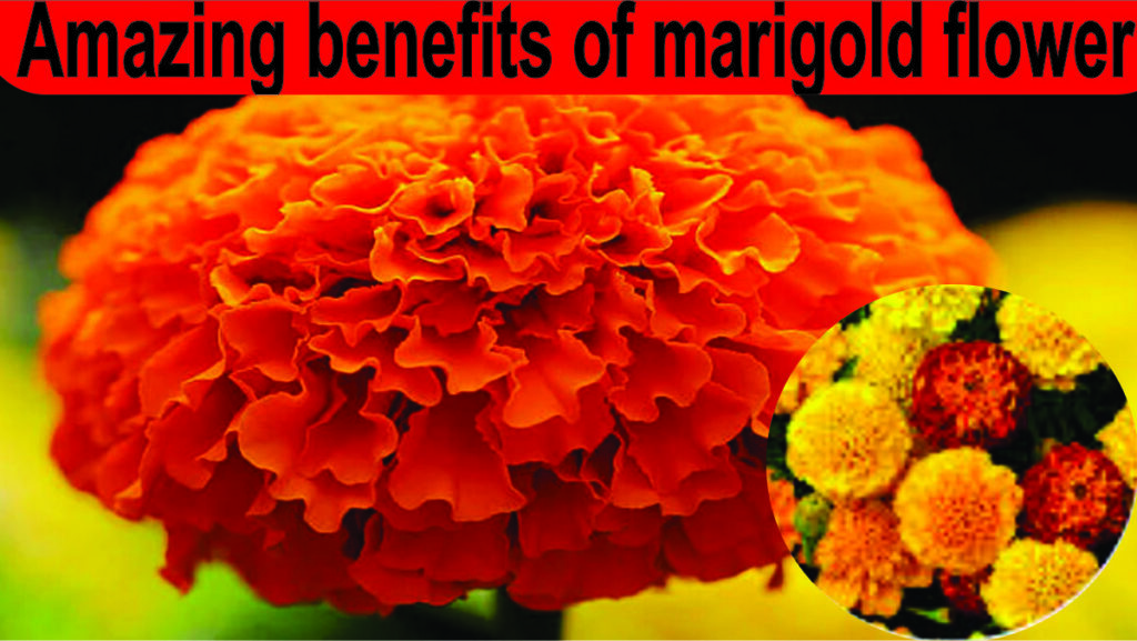 Amazing benefits of marigold flower in hindi