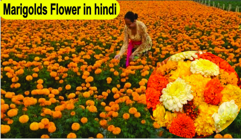 Marigolds Flower in hindi
