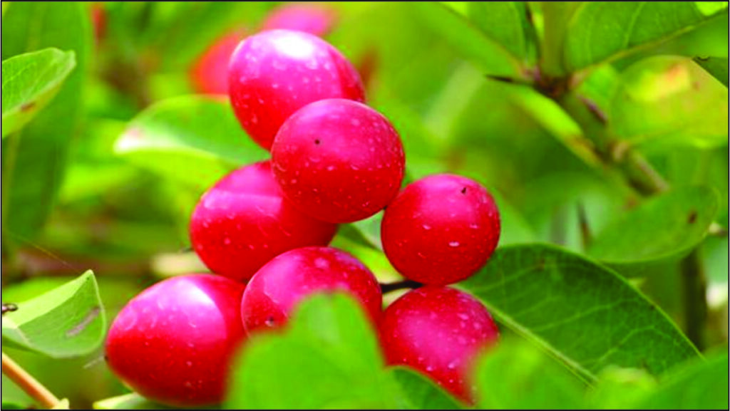 health benefits of exotic fruit cranberries in hindi