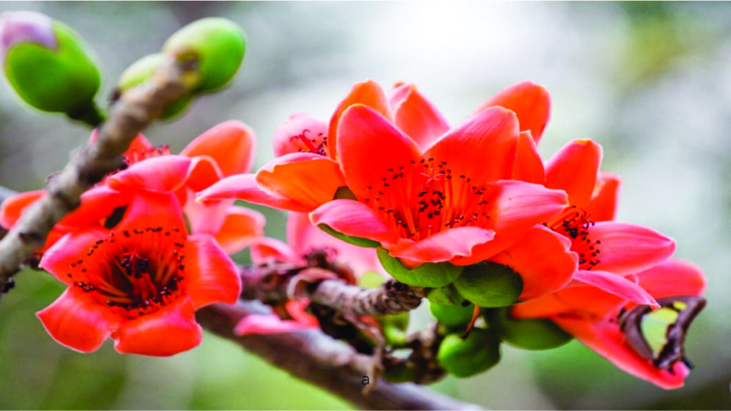 semal flower benefits in hindi | Semal Benefits and Uses in Hindi | सेमल के फायदे | सेमल फूल, फल, पेड़ के लाभ, गुण और आयुर्वेदिक फायदे sikl cotton