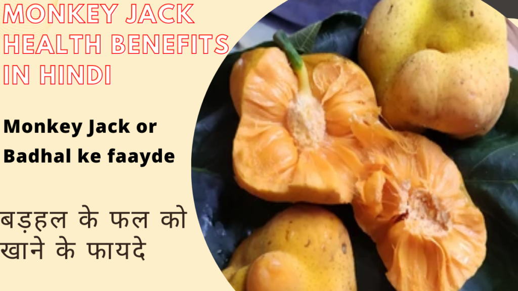 Monkey Jack health benefits in hindi