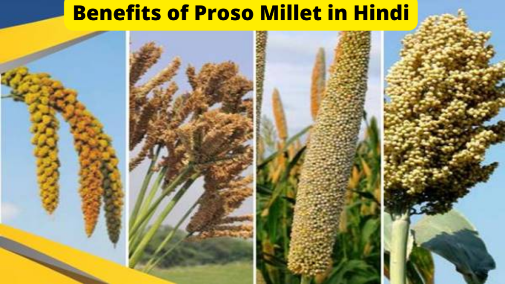 Benefits of Proso Millet in Hindi