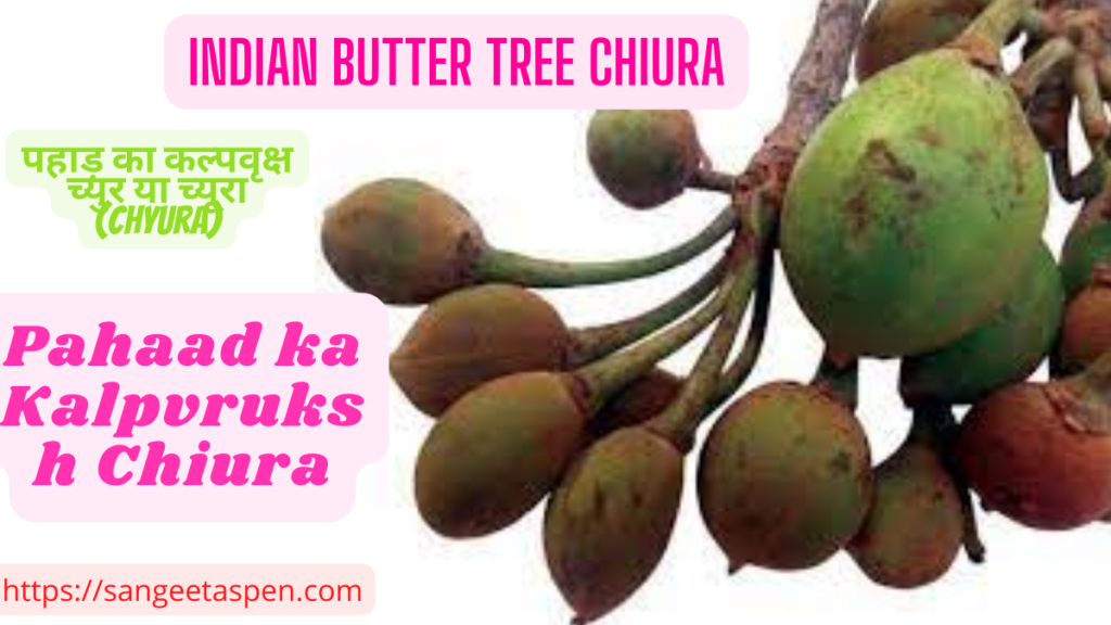 Indian Butter Tree Chiura 