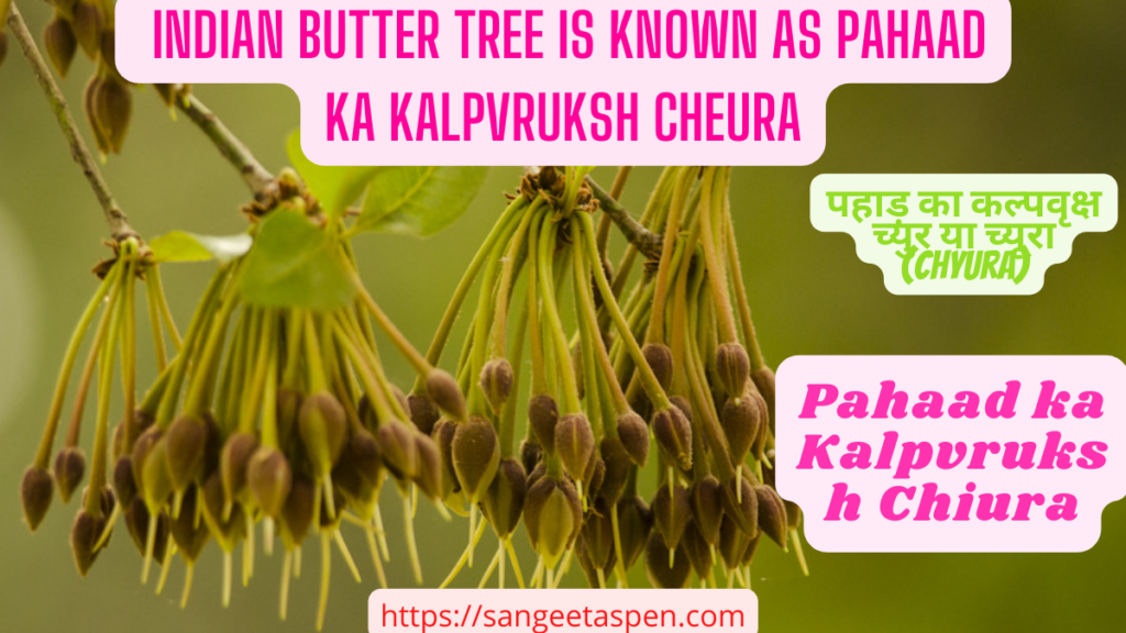 Indian Butter Tree Chiura _Pahaad ka Kalpvruksh Cheura