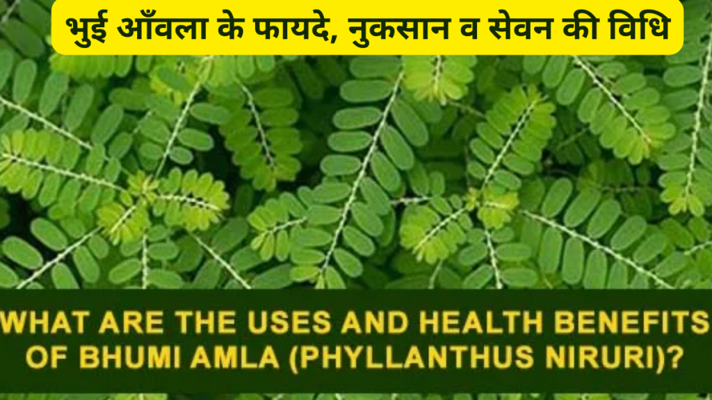 भुई आँवला के फायदे, नुकसान व सेवन की विधि . Bhumi Amla Benefits 