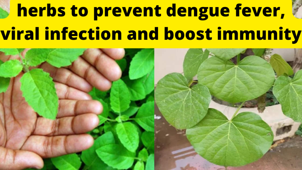 herbs to prevent dengue fever, viral infection and boost immunity