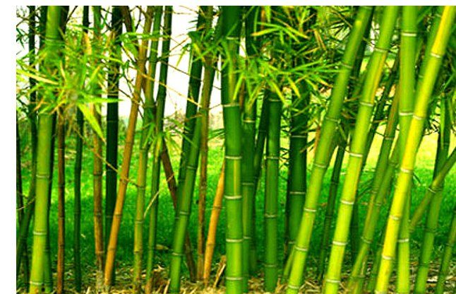 Bamboo health benefits in hindi|baans ke gun baans ke fayde|Bamboo Murabba Benefits in hindi|Bans ka Murabba for Height | हाइट बढ़ाने के लिए बांस का मुरब्बा खाने के फायदे 