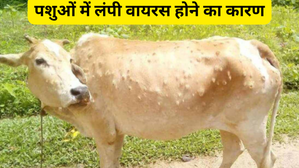 lumpy virus in hindi | lumpy skin disease in hindi  | Treatment and Control Strategies of Lumpy Skin Disease in hindi | lampi virus cow treatment in hindi | पशुओं में लंपी वायरस होने का कारण