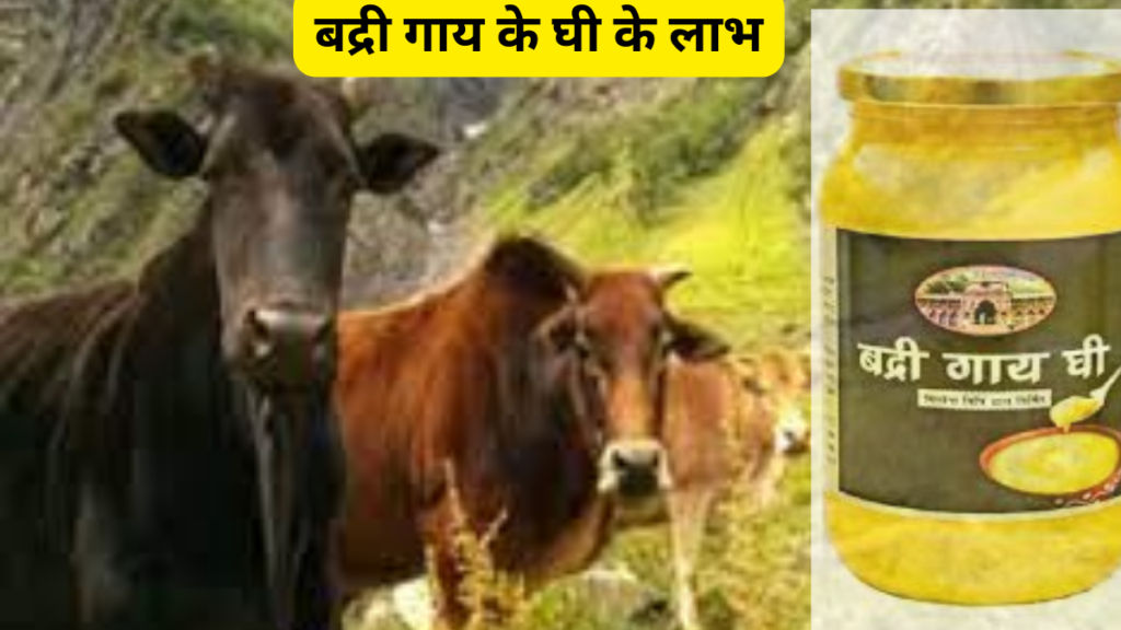  Badri Cow Of Uttrakhand In Hindi|uttrakhand ki badri gay ka ghee उत्तराखंड की कामधेनु बद्री गाय | पहाड़ की बद्री गाय