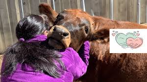 Cow Hug Day Cow Hug Day you should know these facts Cow 
