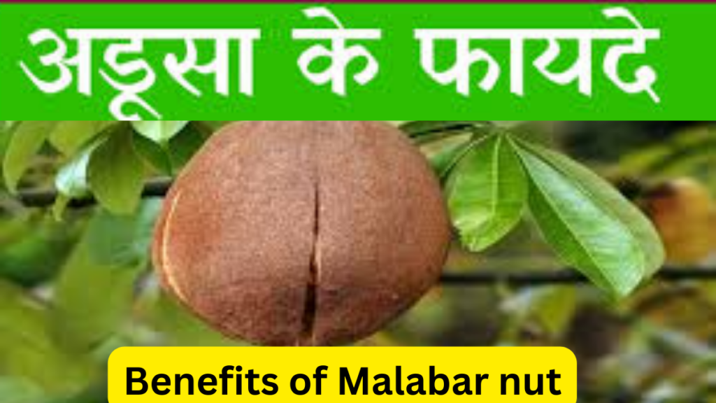 Health Benefit of Malabar Nut