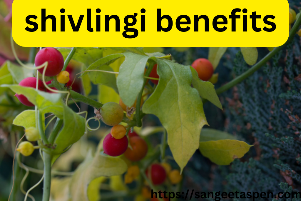shivlingi benefits